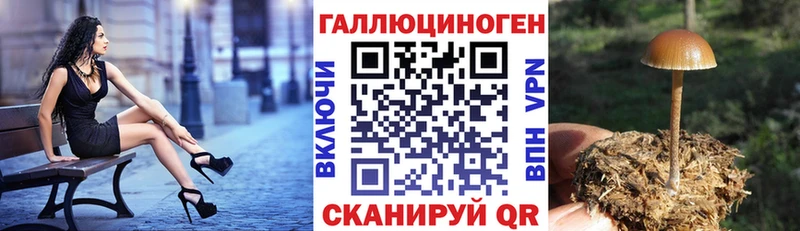 сколько стоит  Томилино  Псилоцибиновые грибы прущие грибы 